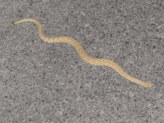 Crotalus oreganus concolor