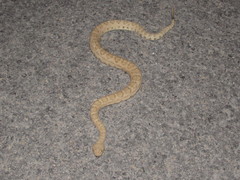 Crotalus oreganus concolor