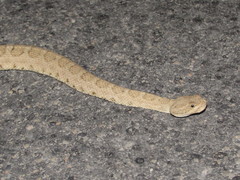 Crotalus oreganus concolor