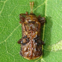 Octotoma marginicollis