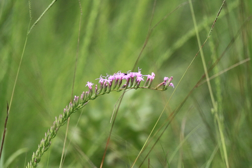Liatris pauciflora var. pauciflora