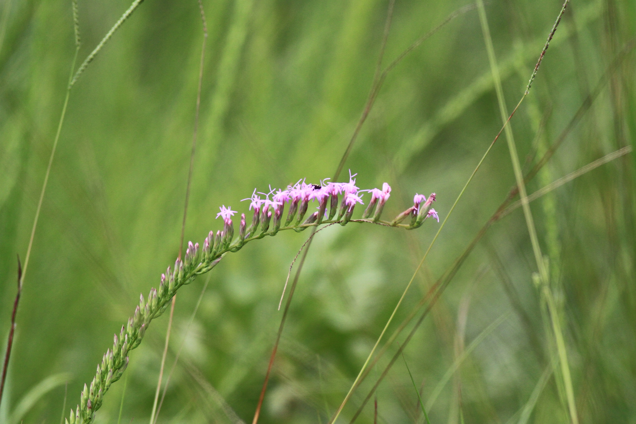Liatris pauciflora var. pauciflora