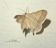 Isturgia deerraria