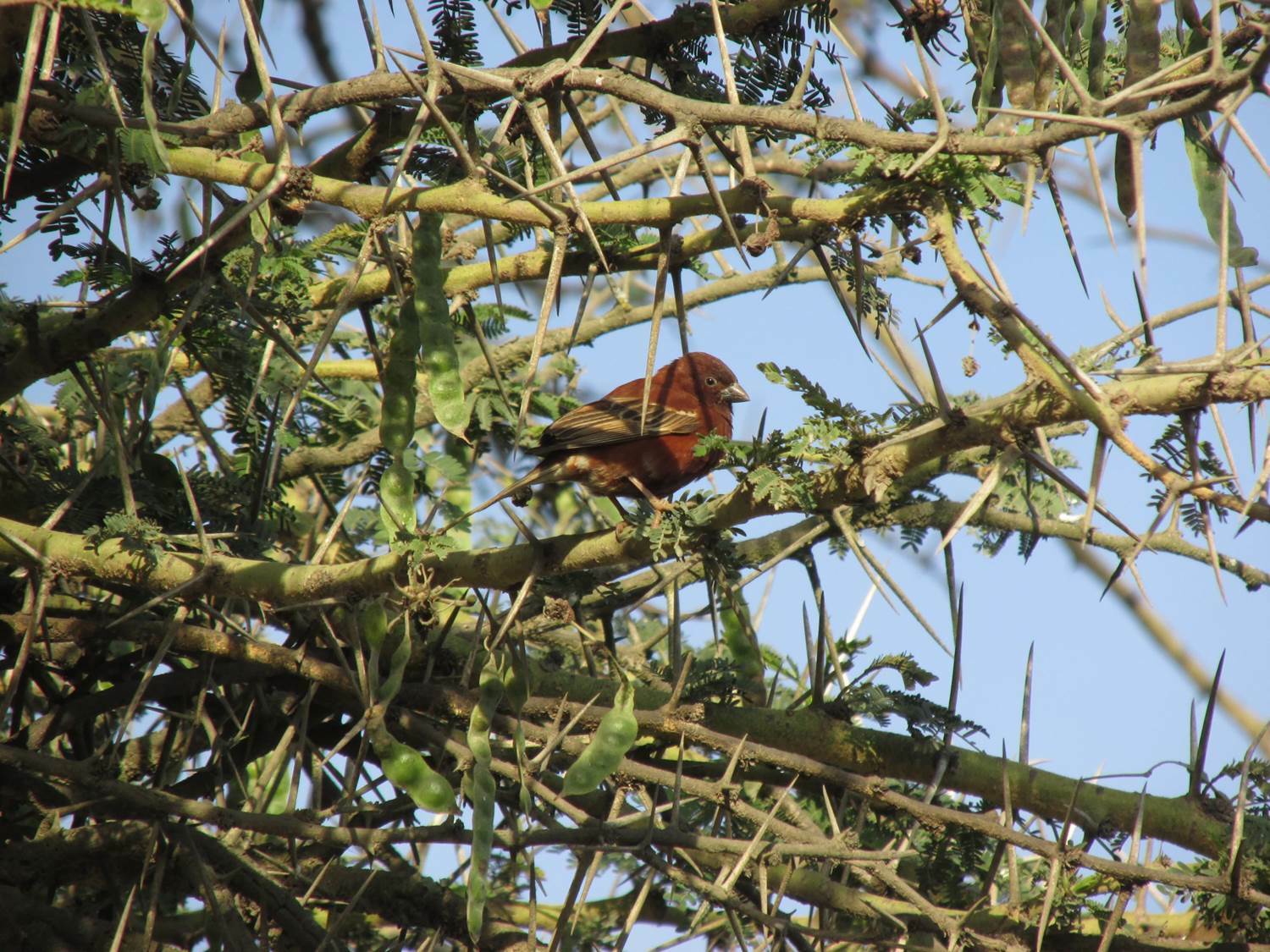 Chestnut Sparrow (Passer eminibey), photo 3