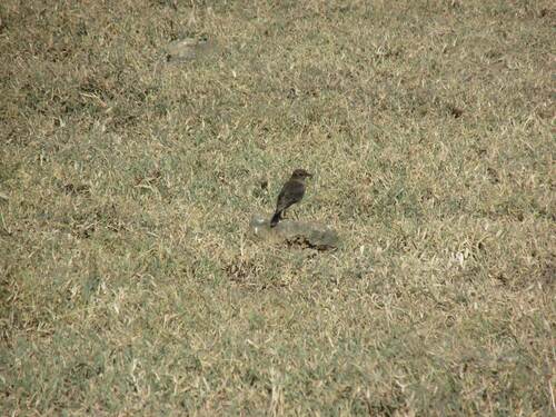 Abyssinian Wheatear (Oenanthe lugubris), photo 4