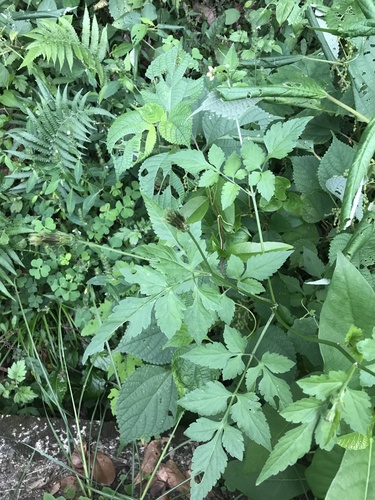 Image of Bidens biternata by no rights reserved