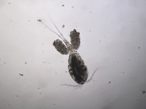 Diacyclops bisetosus