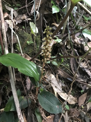 Goodyera hachijoensis (Goodyera hachijoensis)