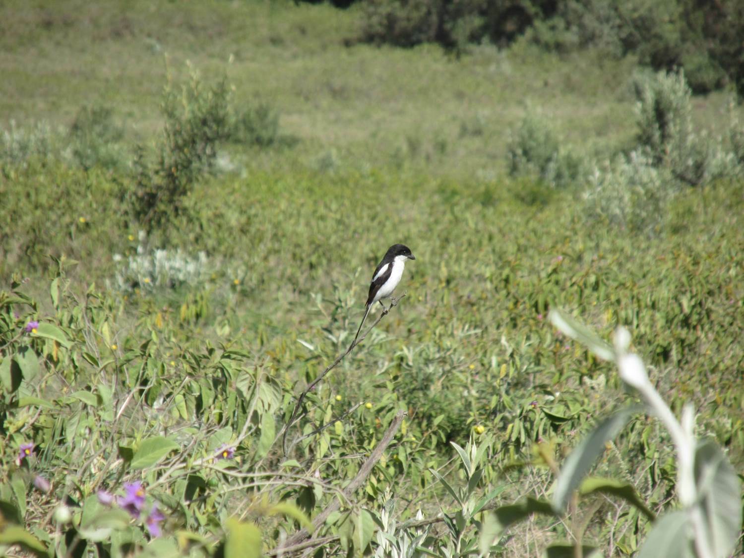 Northern Fiscal (Lanius humeralis), photo 8