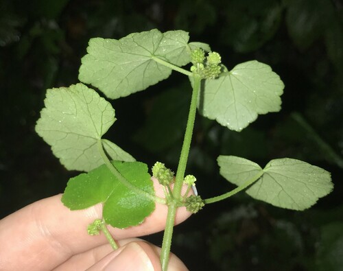 Image of Hydrocotyle javanica by no rights reserved