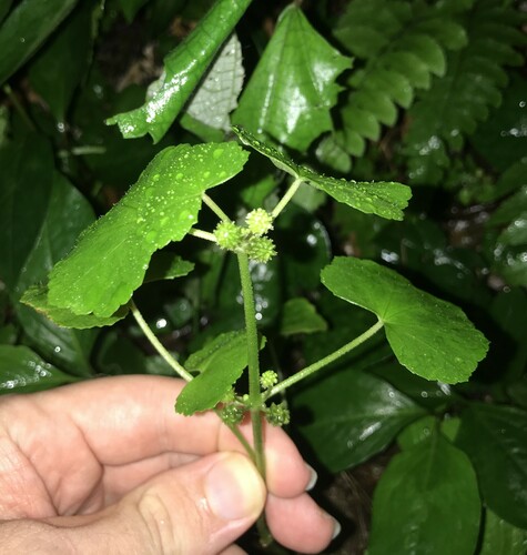 Java pennywort (Hydrocotyle javanica)