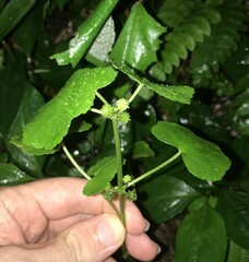 Hydrocotyle javanica