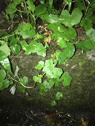 Hydrocotyle javanica, photograph 2
