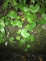 Hydrocotyle javanica, photograph author not stated, no rights reserved