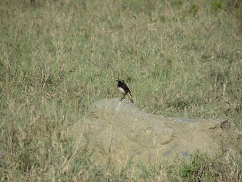 Abyssinian Wheatear (Oenanthe lugubris), photo 8