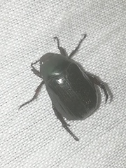 Paranomala cincta