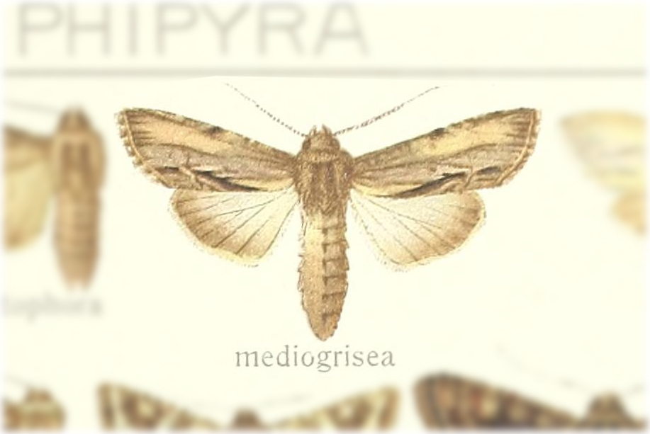 Shargacucullia mediogrisea