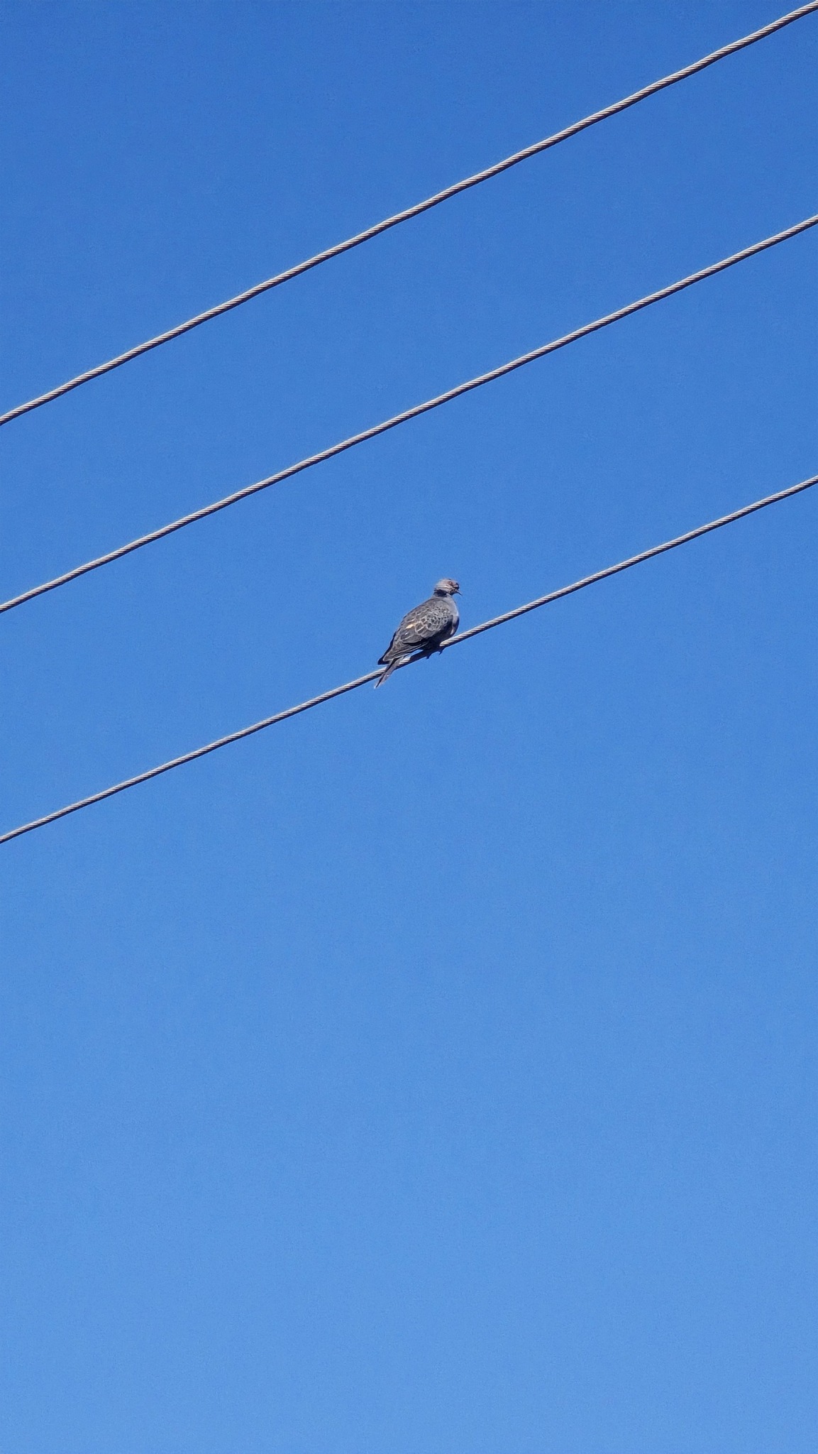 Dusky Turtle Dove (Streptopelia lugens), photo 6
