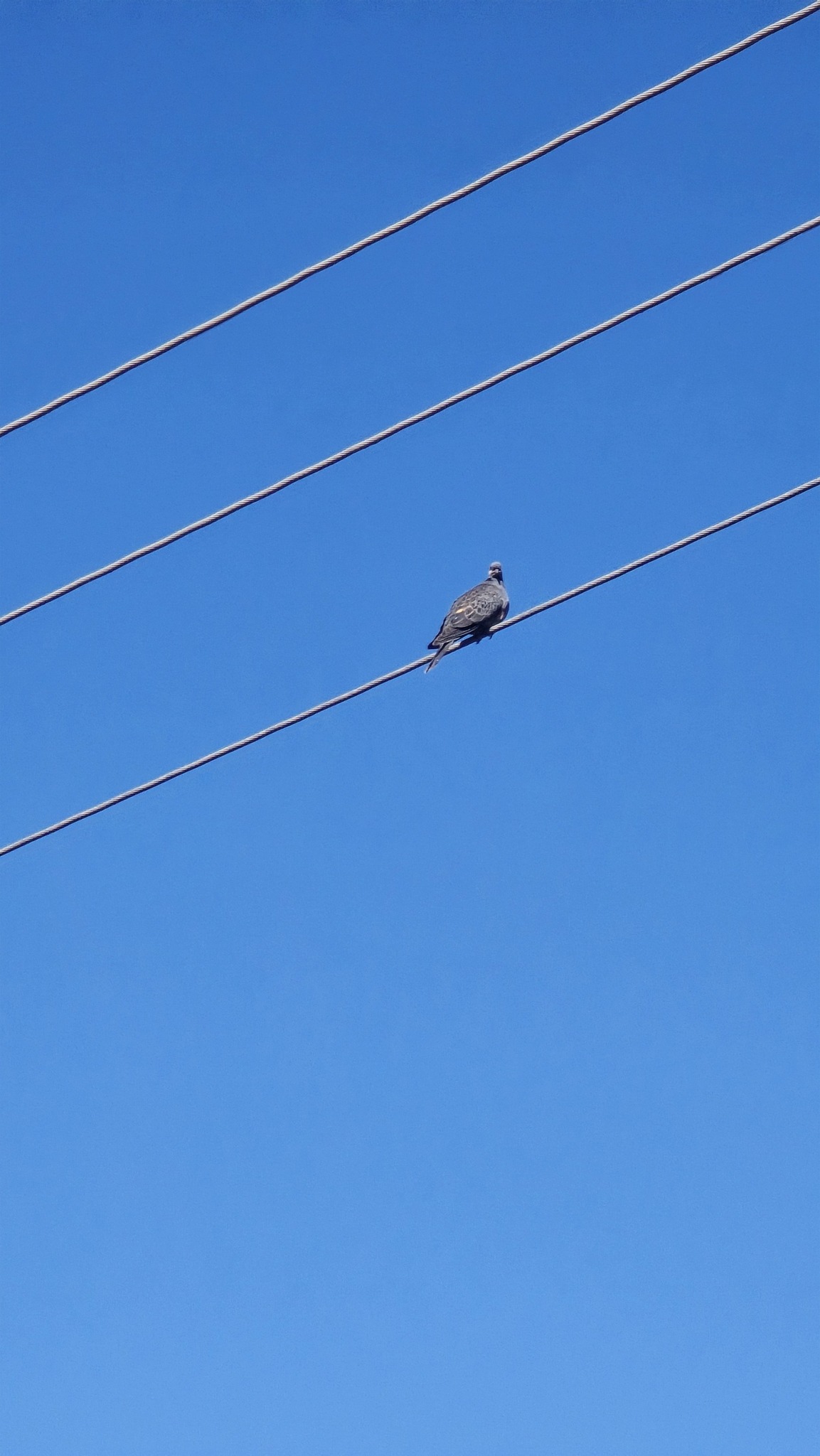 Dusky Turtle Dove (Streptopelia lugens), photo 7