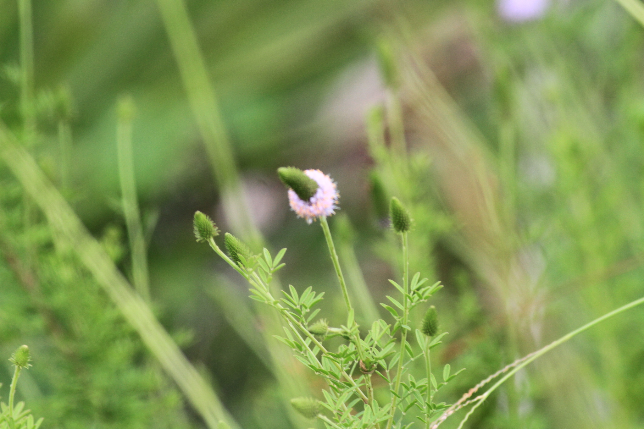 Dalea carnea var. carnea