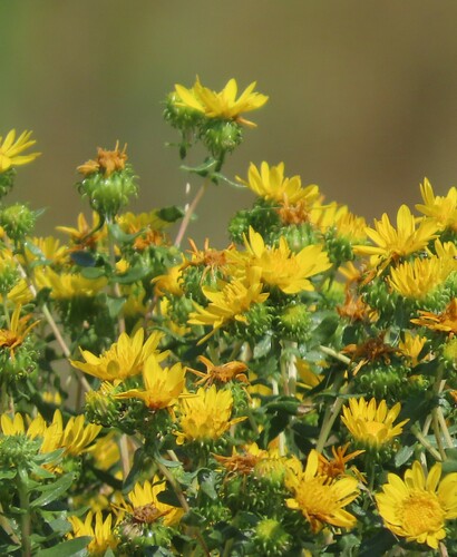Curlycup Gumweed