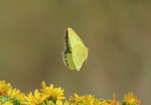 Clouded Sulphur