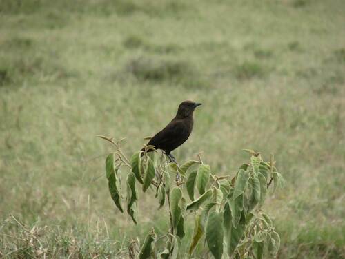 Anteater Chat (Myrmecocichla aethiops), photo 5