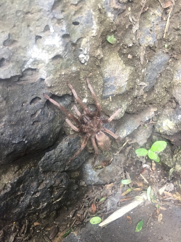 Hemirrhagus coztic