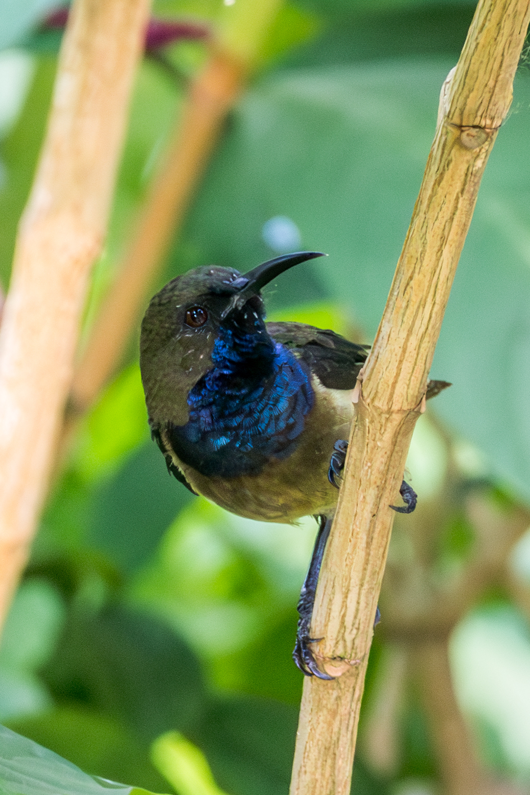 Principe Sunbird (Anabathmis hartlaubii), photo 3