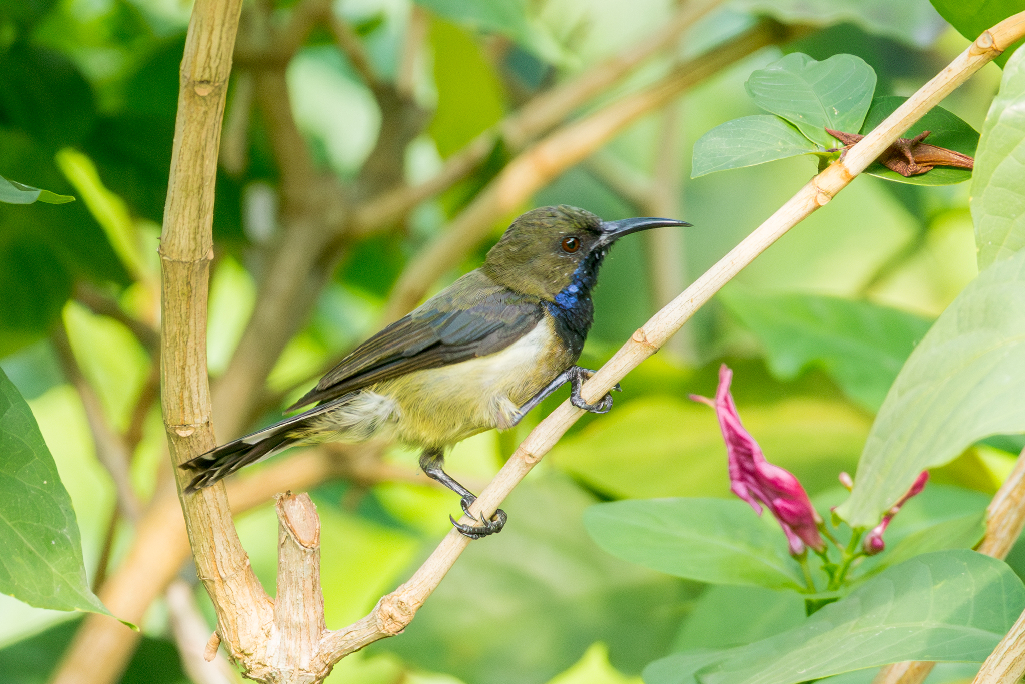 Principe Sunbird (Anabathmis hartlaubii), photo 4
