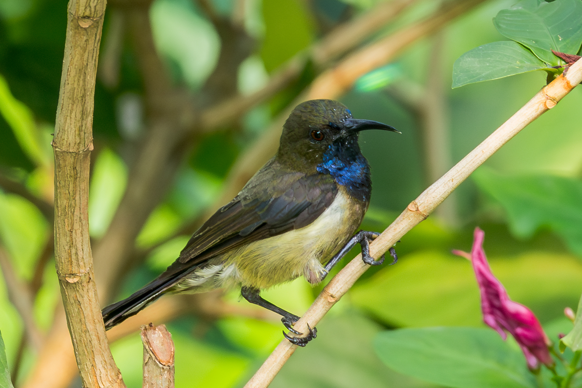 Principe Sunbird (Anabathmis hartlaubii), photo 5