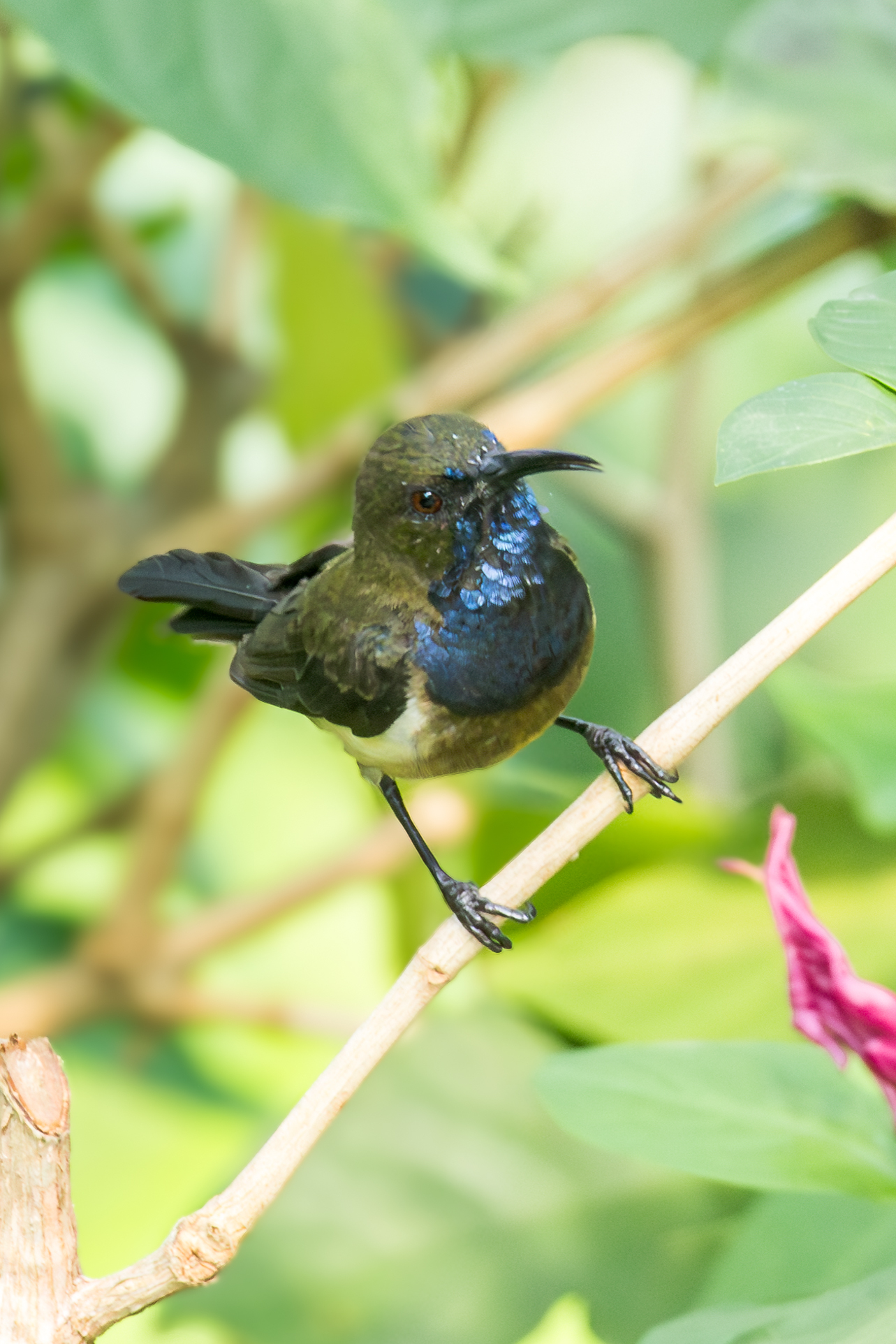 Principe Sunbird (Anabathmis hartlaubii), photo 6