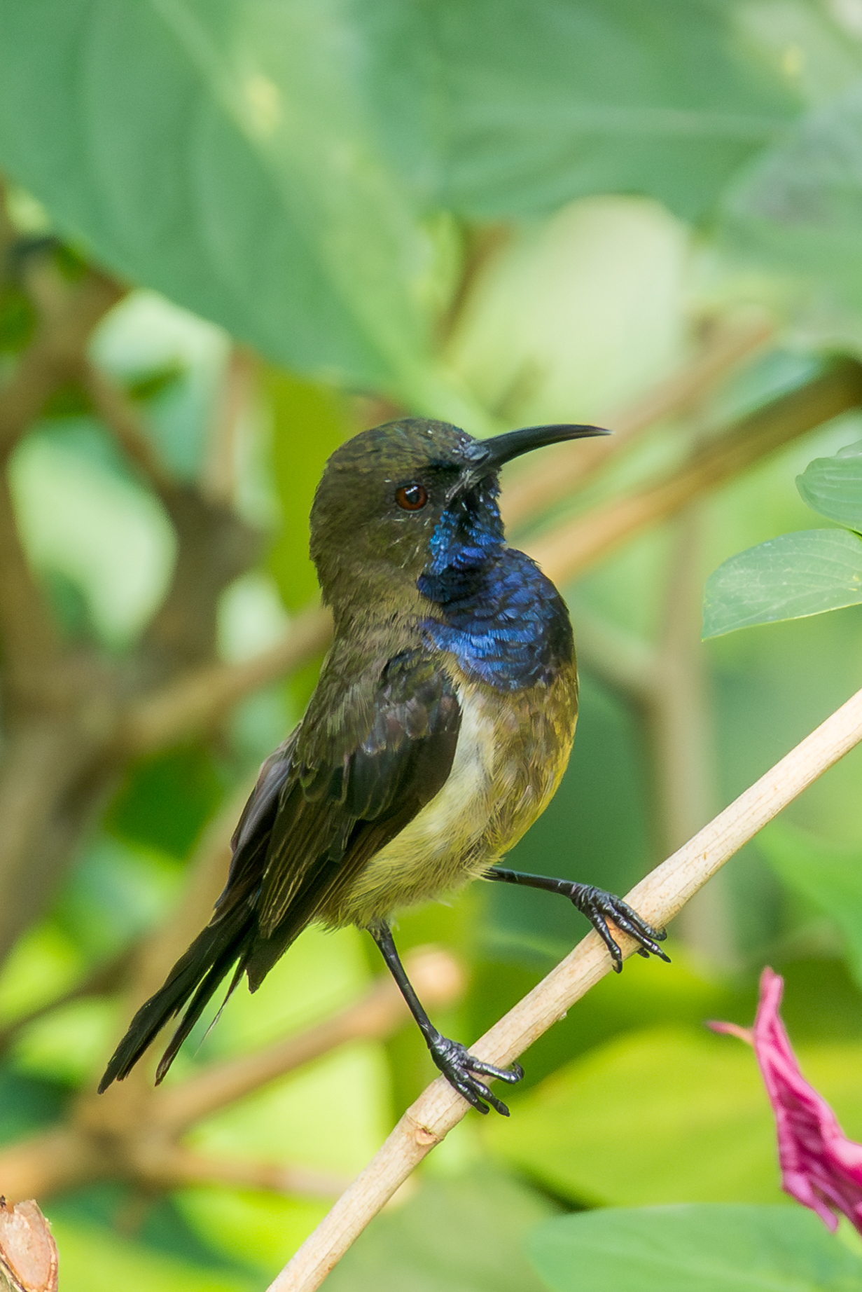 Principe Sunbird (Anabathmis hartlaubii), photo 7