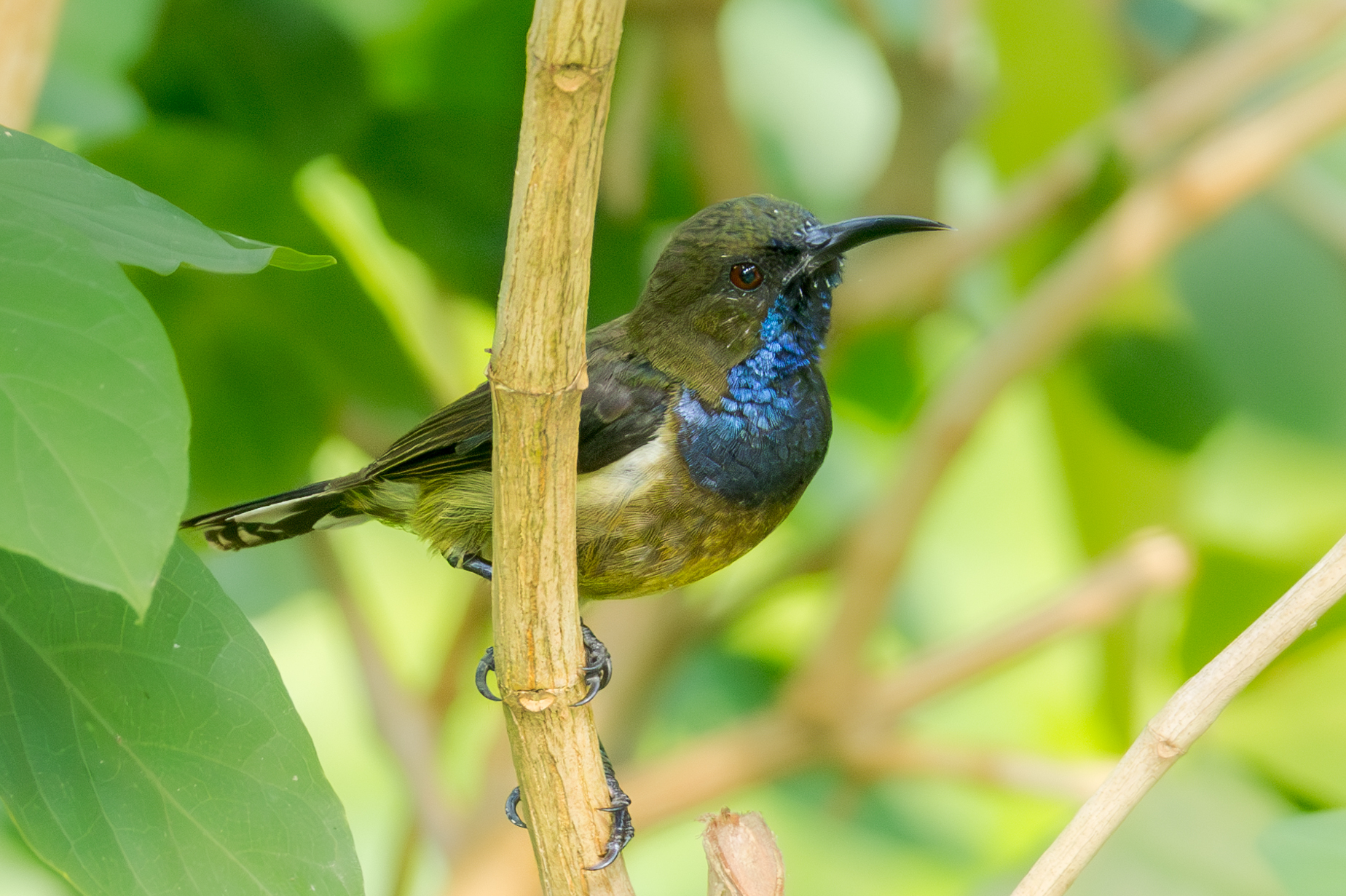 Principe Sunbird (Anabathmis hartlaubii), photo 8