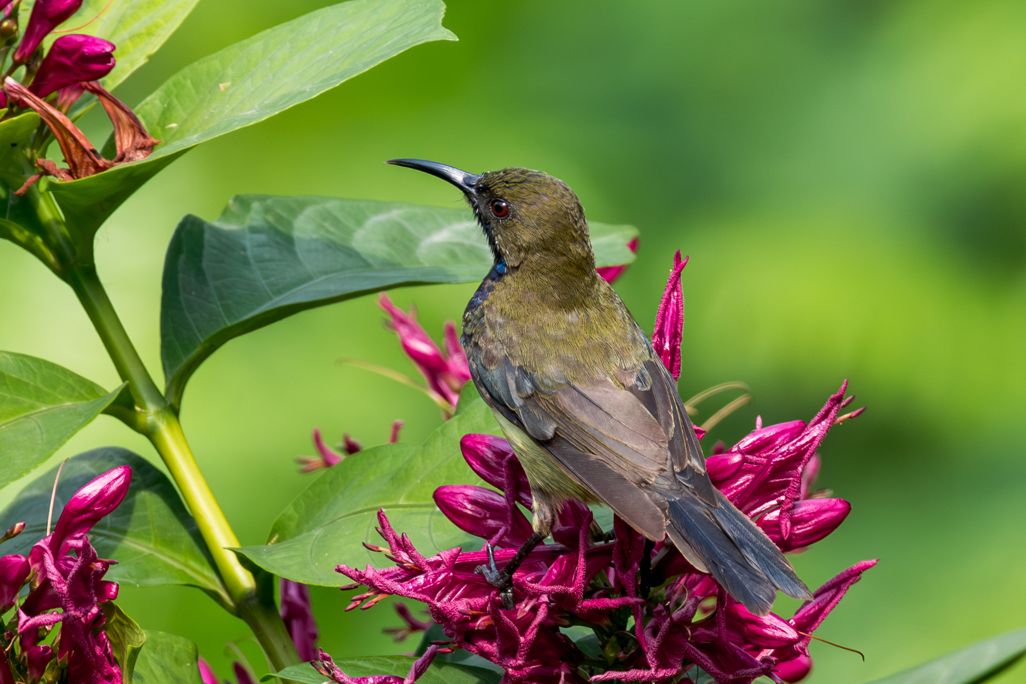 Principe Sunbird (Anabathmis hartlaubii), photo 9