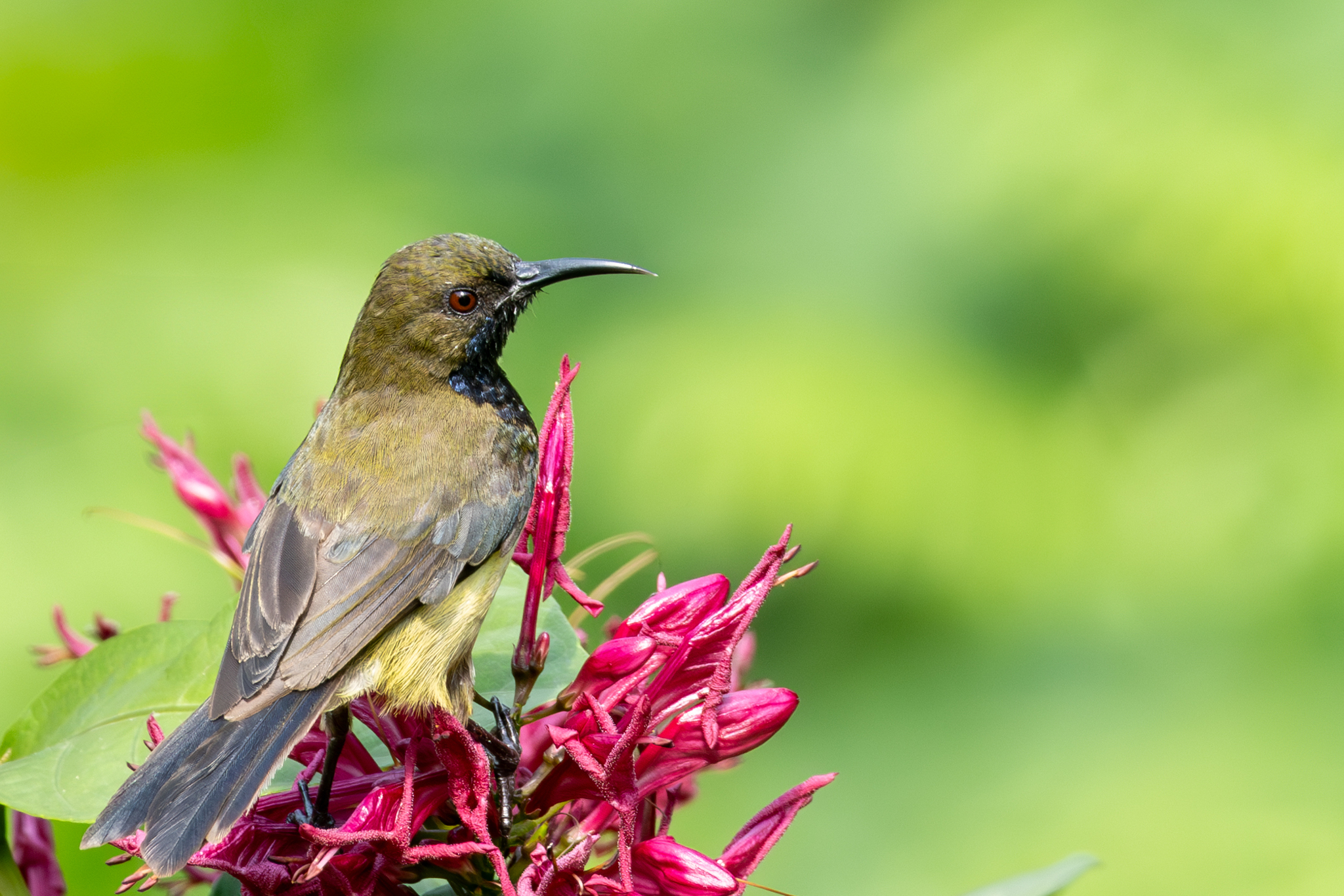 Principe Sunbird (Anabathmis hartlaubii), photo 10