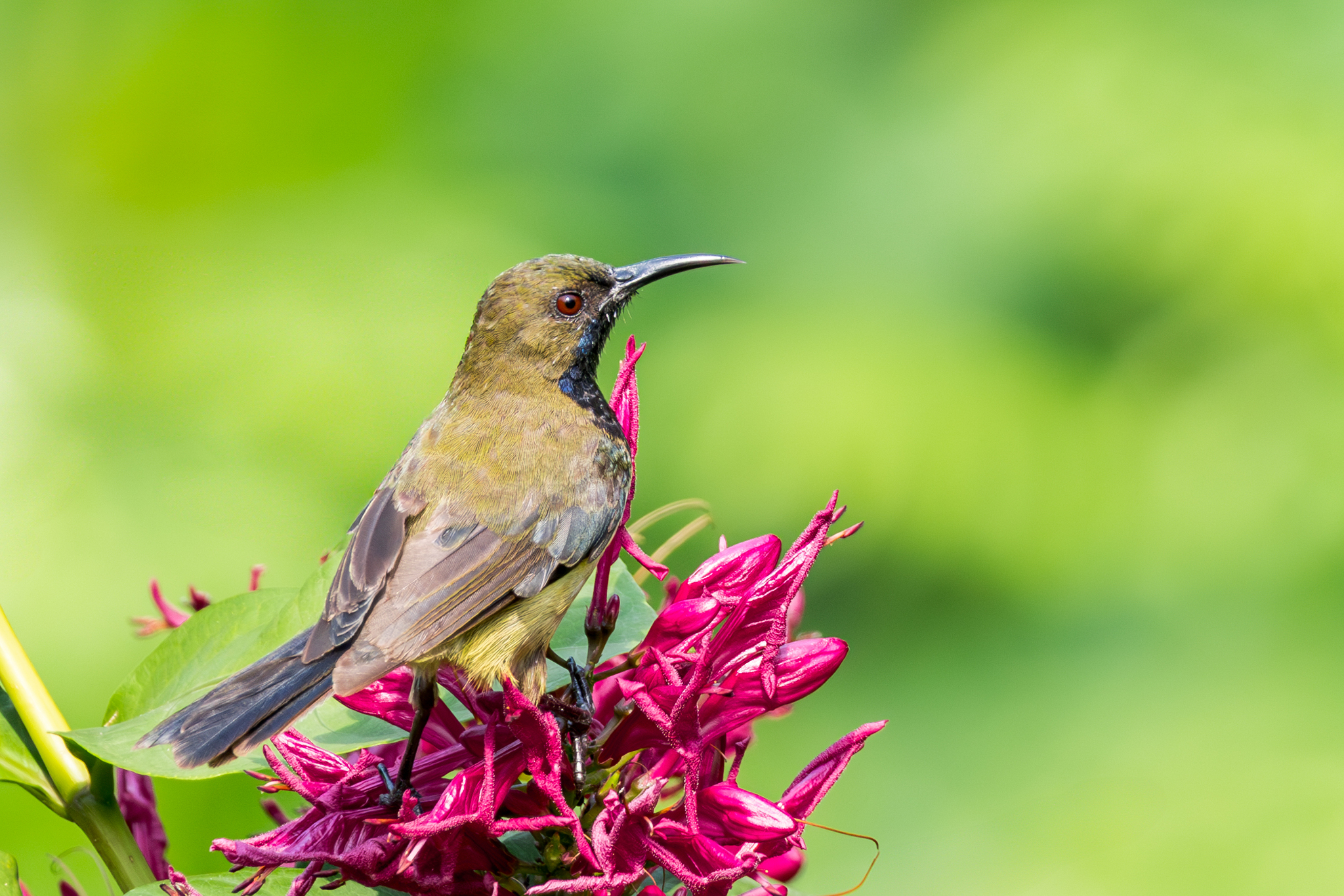 Principe Sunbird (Anabathmis hartlaubii), photo 2