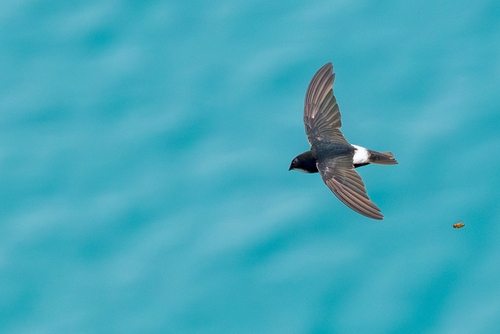 Vencejo moro (Apus affinis)