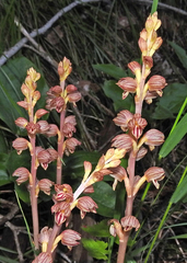 Corallorhiza striata vreelandii