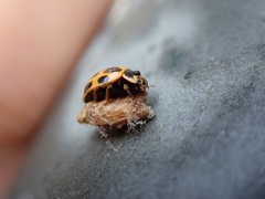 Dinocampus coccinellae
