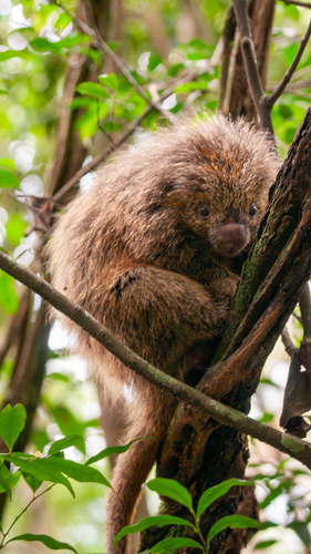 Paraguayan Hairy Dwarf Porcupine