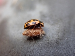 Dinocampus coccinellae