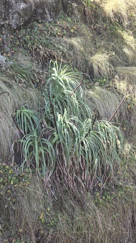Kniphofia foliosa, photograph 3