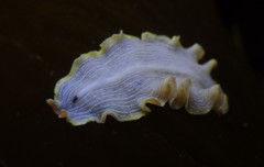Eurylepta