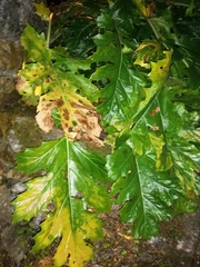 Acanthus mollis