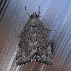 Cutina albopunctella