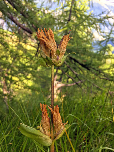 Purple gentian (Gentiana purpurea)