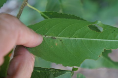 Corythucha associata