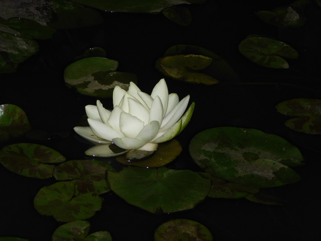 Nymphaea pedersenii