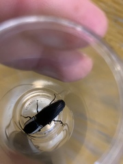 Chalcolepidius apacheanus